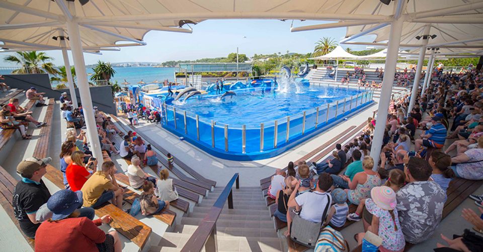 Delfine im Marineland Mallorca